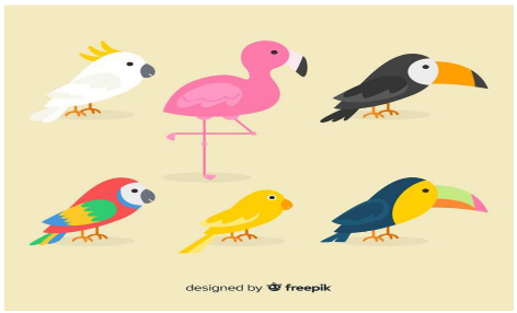 Projeto – Conhecendo os pássaros em casa – Educação Infantil 2021 –  Prefeitura Municipal de Apiaí